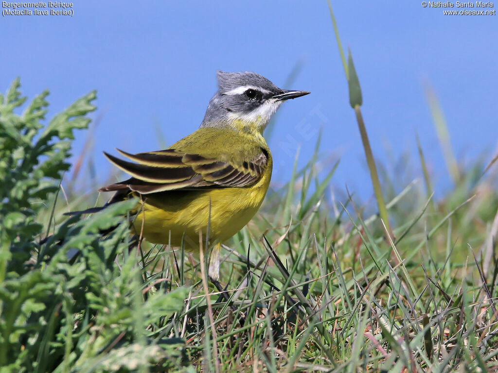 Western Yellow Wagtail (iberiae)adult, identification, habitat, walking, Behaviour