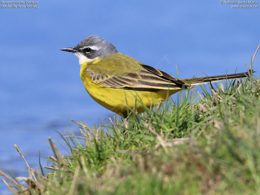 Western Yellow Wagtail (iberiae)adult breeding, identification, habitat, walking