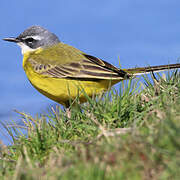 Western Yellow Wagtail (iberiae)