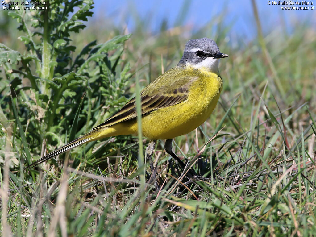 Western Yellow Wagtail (iberiae)adult breeding, identification, habitat, Behaviour