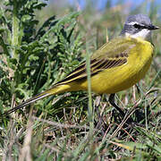 Western Yellow Wagtail (iberiae)