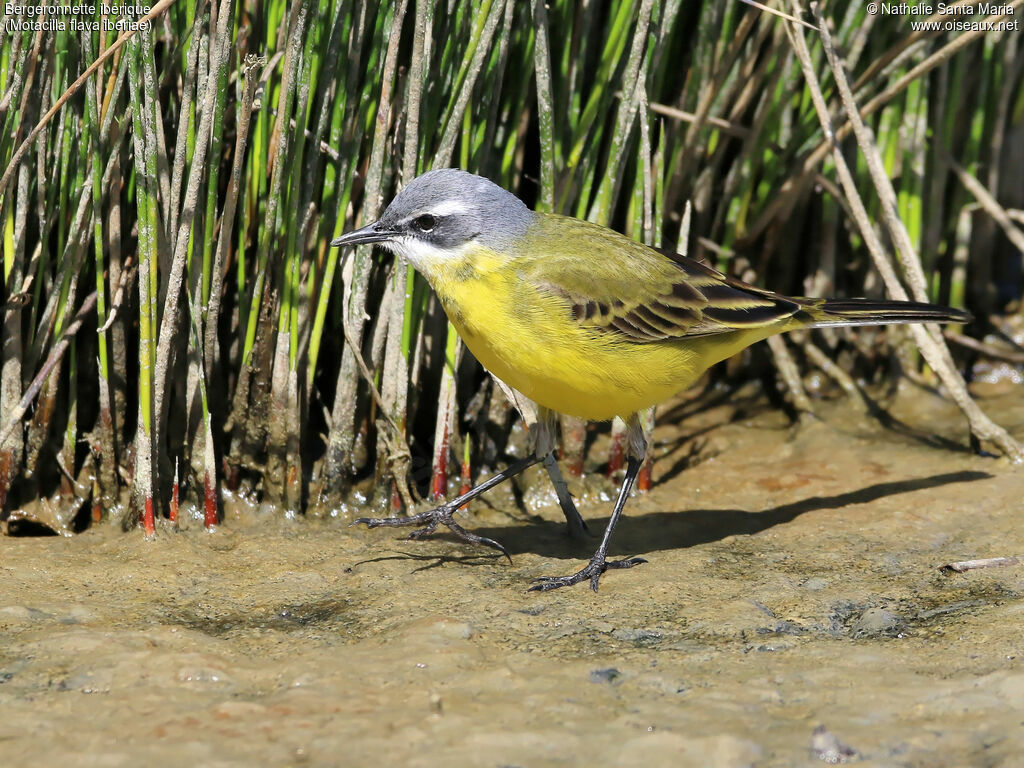 Western Yellow Wagtail (iberiae)adult, identification, walking, Behaviour