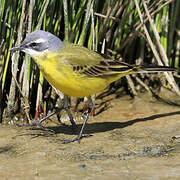 Western Yellow Wagtail (iberiae)