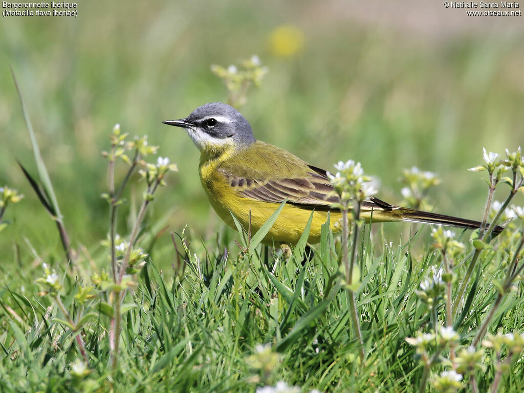 Western Yellow Wagtail (iberiae)adult breeding, identification, habitat, walking