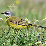 Western Yellow Wagtail (iberiae)