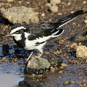 African Pied Wagtail