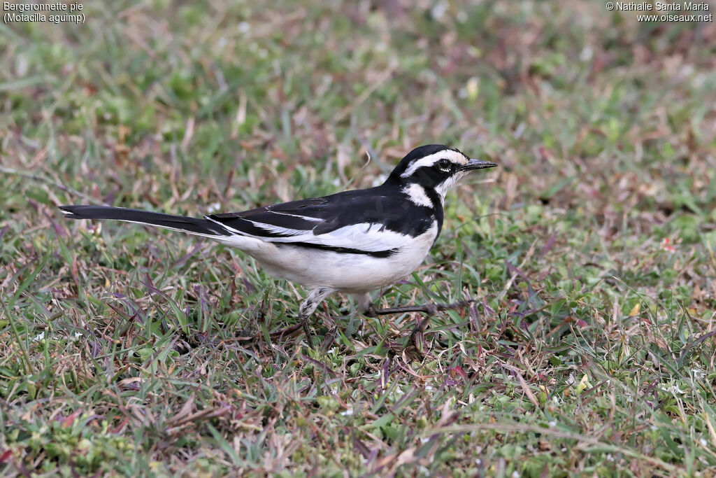 African Pied Wagtail male adult breeding, identification, walking