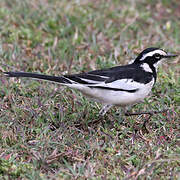 African Pied Wagtail