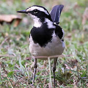 African Pied Wagtail