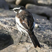 African Pied Wagtail