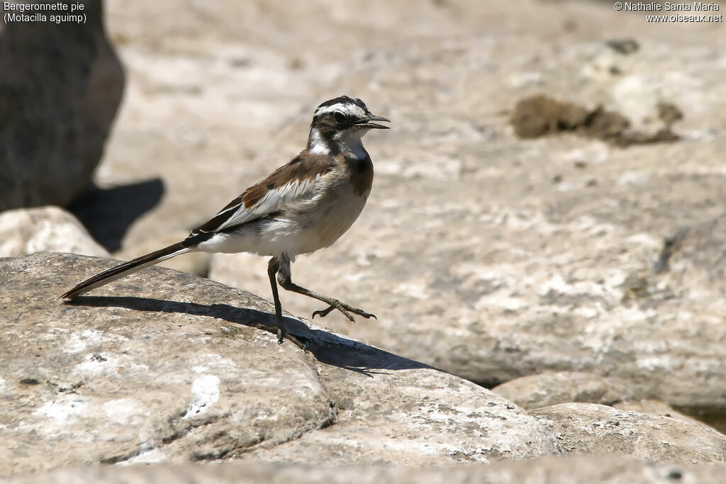 African Pied Wagtailimmature, identification, walking