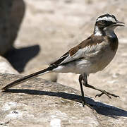 African Pied Wagtail