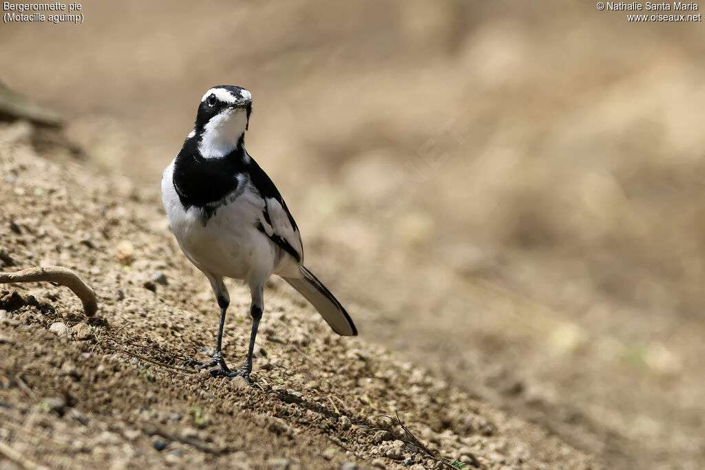 African Pied Wagtailadult, identification, habitat