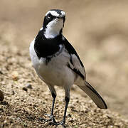 African Pied Wagtail