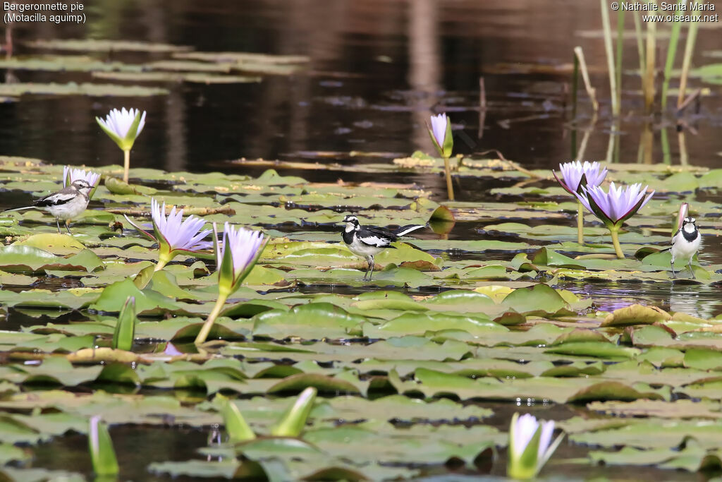 Bergeronnette pie, identification, habitat, marche