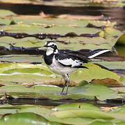 African Pied Wagtail