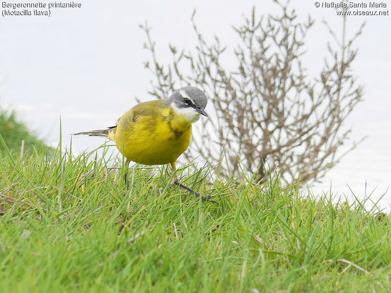 Western Yellow Wagtail male adult, identification, habitat, walking