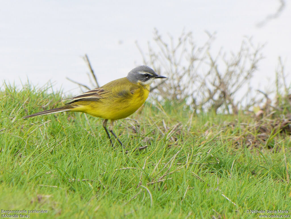 Western Yellow Wagtail male adult, identification, walking