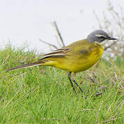 Western Yellow Wagtail