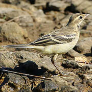 Western Yellow Wagtail