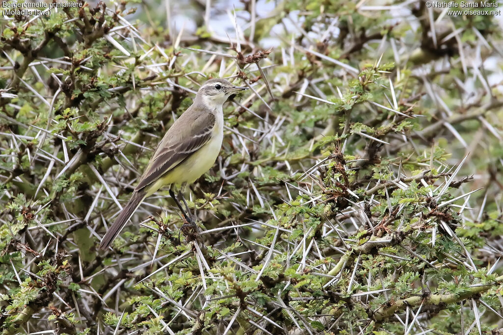 Bergeronnette printanièreimmature, identification