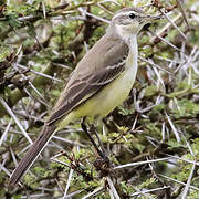 Western Yellow Wagtail