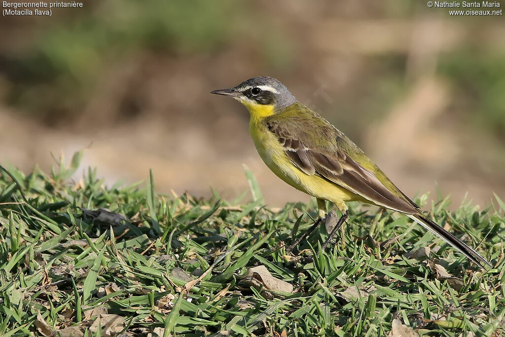 Western Yellow Wagtailadult, identification, habitat, walking