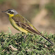 Western Yellow Wagtail