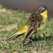 Western Yellow Wagtail