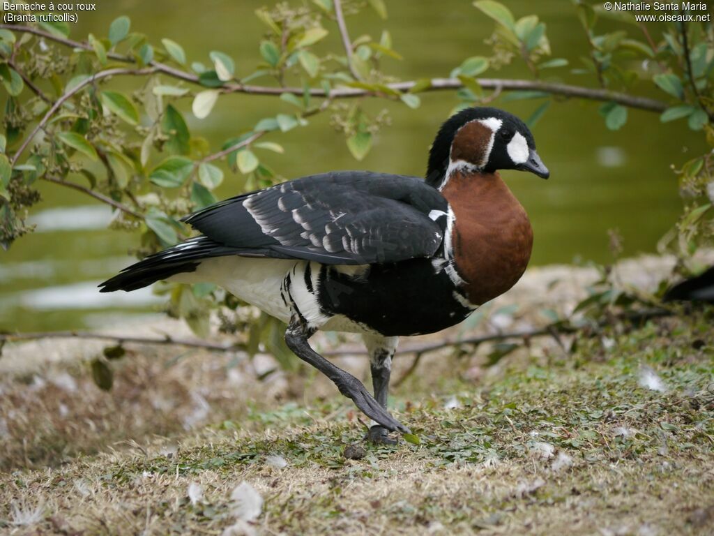 Red-breasted Gooseadult, identification, close-up portrait, walking