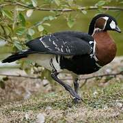 Red-breasted Goose