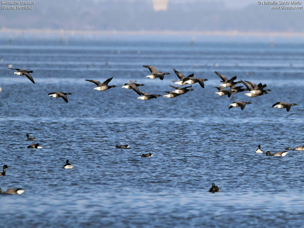 Brant Goose, Flight