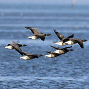 Brant Goose