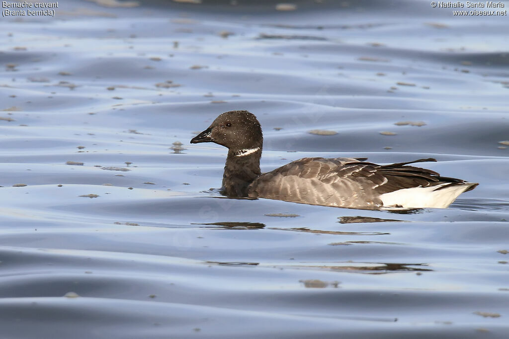 Brant Gooseadult, identification, swimming