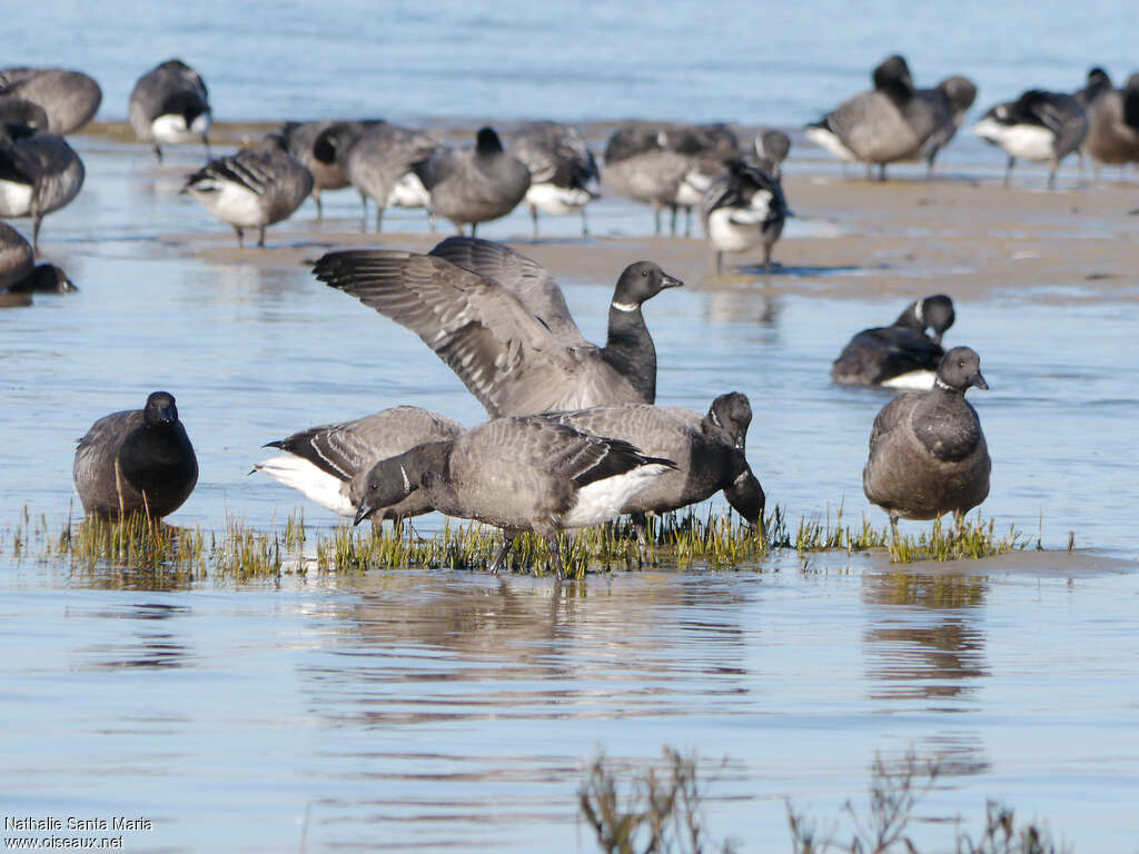 Bernache cravant, habitat, marche, pêche/chasse, mange