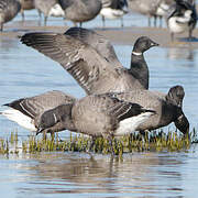 Brant Goose