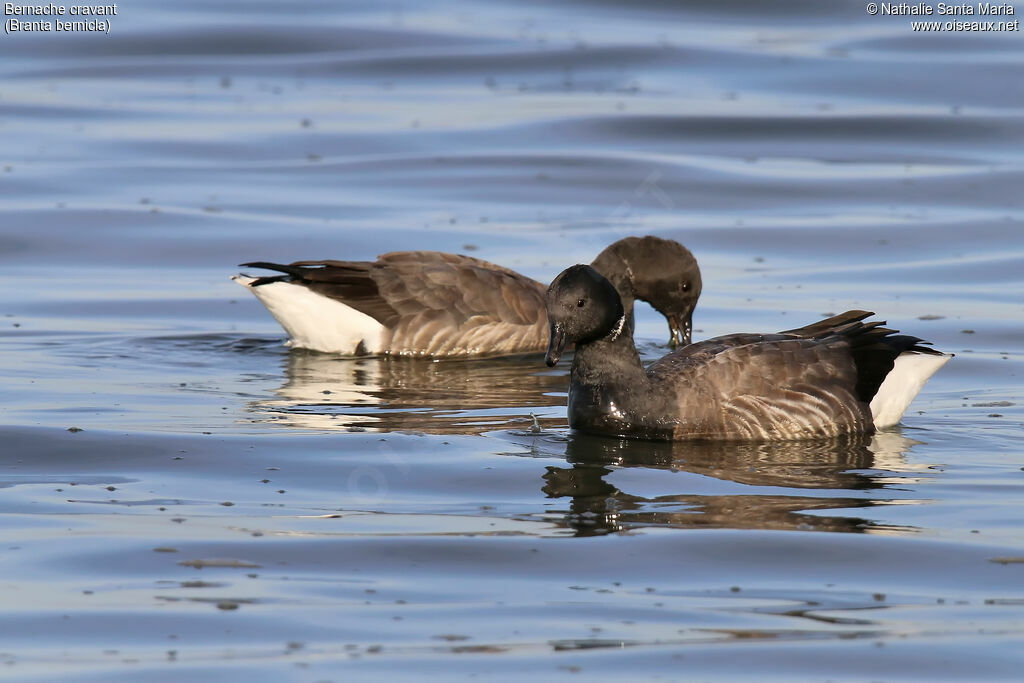 Brant Gooseadult, identification, swimming