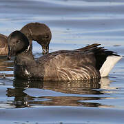 Brant Goose