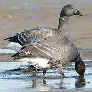 Brant Goose