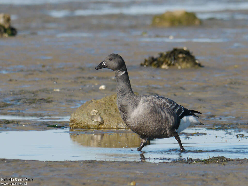 Brant GooseFirst year, habitat, walking
