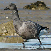 Brant Goose