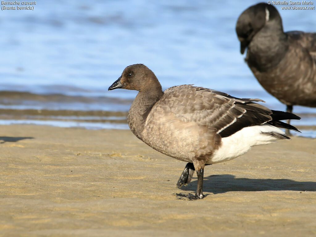 Brant Goosejuvenile, identification, moulting, walking