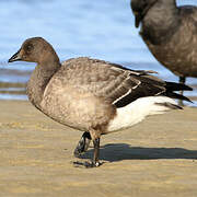 Brant Goose