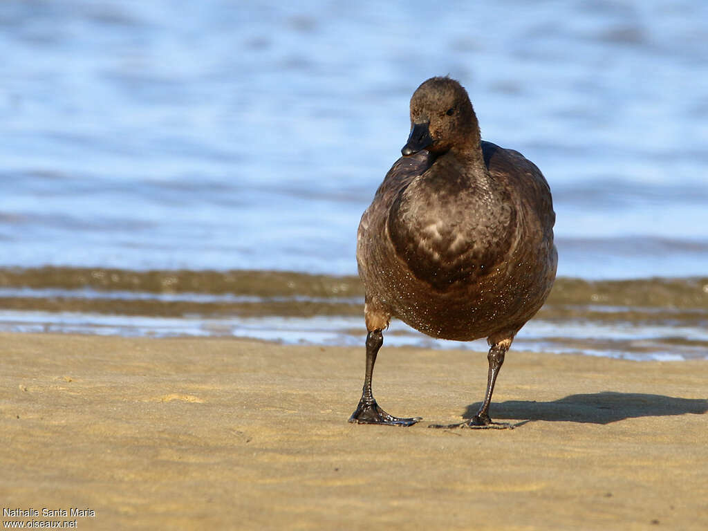 Brant Goosejuvenile, walking