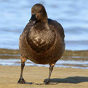 Brant Goose