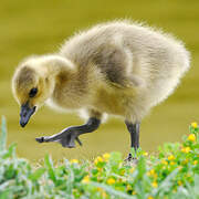 Canada Goose