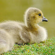 Canada Goose