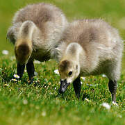 Canada Goose