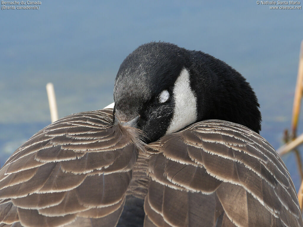 Canada Gooseadult, identification, close-up portrait, Behaviour