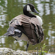 Canada Goose